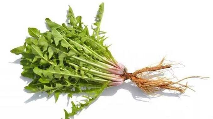 Rădăcina de păpădie în NEOflorax