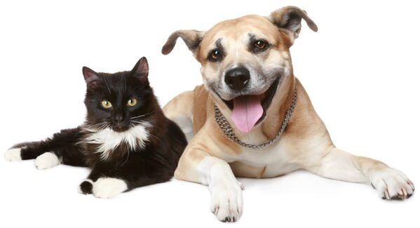 animalele sunt o sursă de infecție cu paraziți