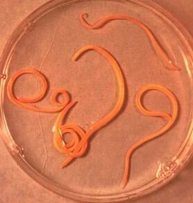 Paraziți ai omului ascaride